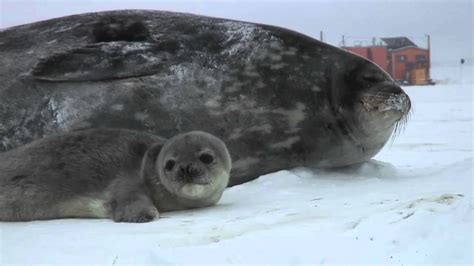 Video Snapshot of 1st Weddell Seal Pup Tagged - YouTube