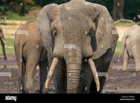 Loxodonta cyclotis poaching hi-res stock photography and images - Alamy