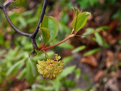 Smilax china L. | Plants of the World Online | Kew Science