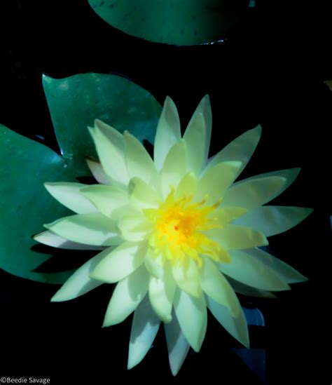 Lotus Flower is Blooming! | Peace of Mind