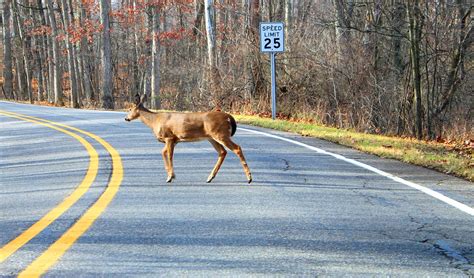 Don't Veer For Deer - 5 Safe Road Travel Tips | Georgia Wildlife Blog