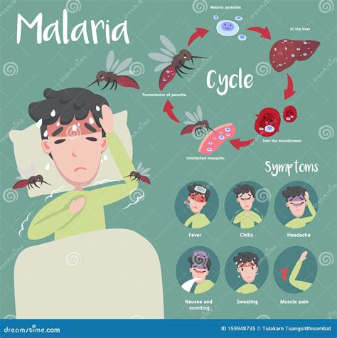 Malaria Symptoms Vector Illustration | CartoonDealer.com #65770814