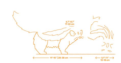 Striped Polecat (Ictonyx striatus) Dimensions & Drawings | Dimensions.com