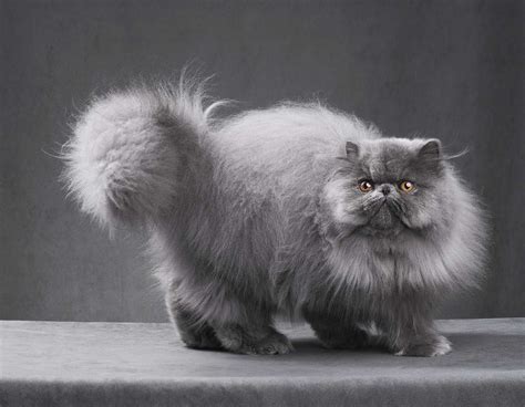 Blue Persian Cats