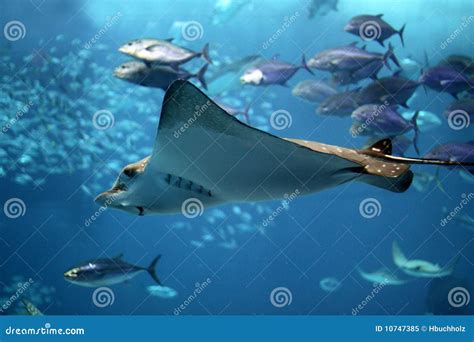 Detail of a Manta Ray Swimming Underwater Stock Image - Image of ...