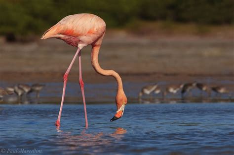 American Flamingo : Florida Bay, Everglades National Park, Florida ...