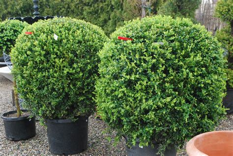 B Is For Boxwood | Garden works, Boxwood landscaping, Landscaping jobs