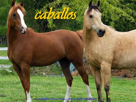 caballos: caballos bailadores