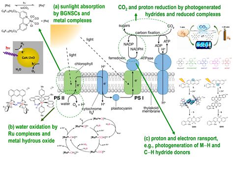 Photosynthesis, Photosynthesis and cellular respiration, Photosynthesis lessons