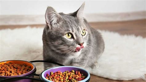 Best Cat Food for Senior Cats with Dental Issues. | FEEDS LovePets