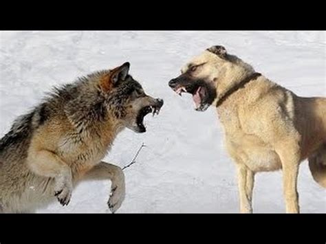 DOG KANGAL vs WOLF - fight to the death..! - YouTube