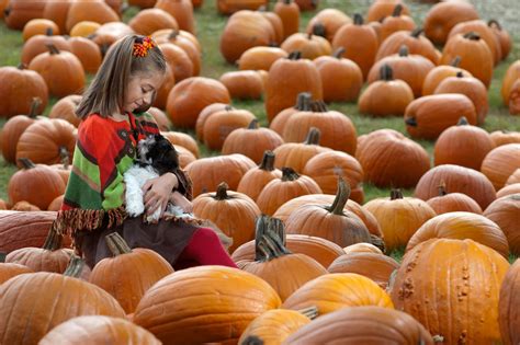 Pumpkin Patch portrait | Pumpkin, Pumpkin patch, Photography