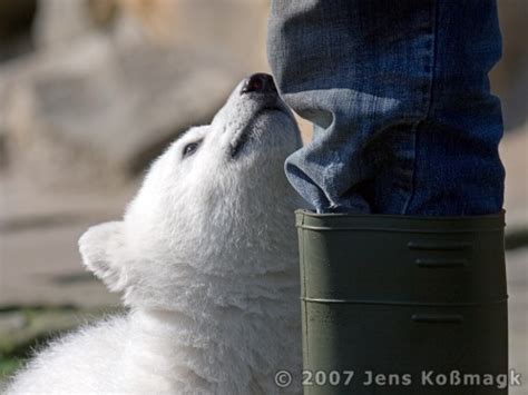 Knut 23 | Knut - Polar Bear Baby 2007 | JeKoPhoto