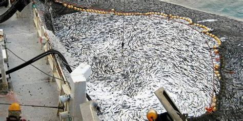 ICES advises hefty cuts to Northeast Atlantic herring, mackerel quotas ...