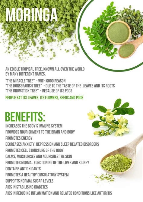 Benefits of Moringa | Herbs for health, Miracle tree, Moringa benefits