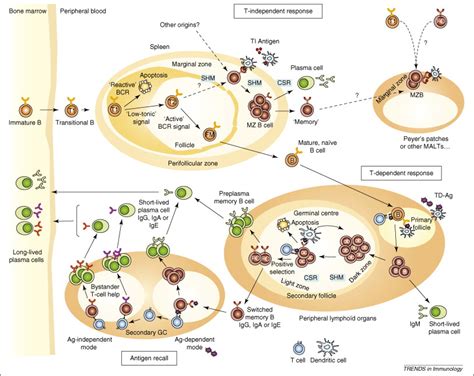 Pathophysiological aspects of memory B-cell development: Trends in Immunology