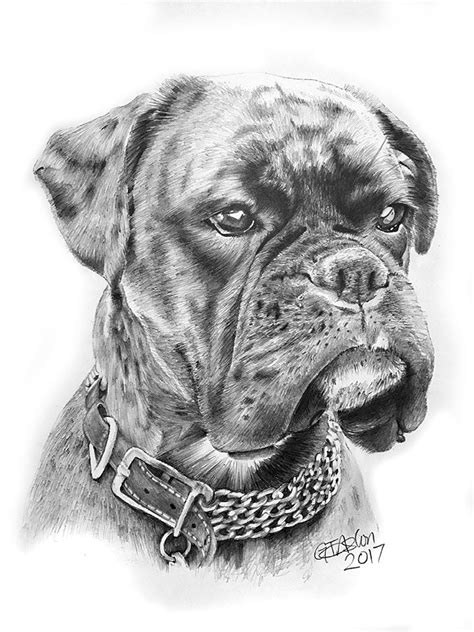 Boxer dog drawing | Dog drawing, Dog pencil drawing, Pencil drawings of animals