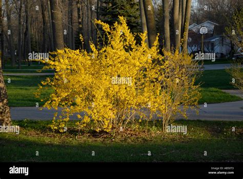 The flowers of the blooming forsythia suspensa plant Stock Photo - Alamy