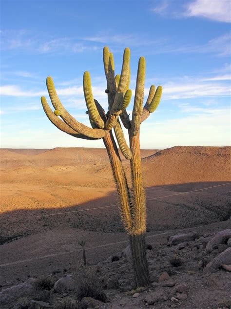 Saguaro Cactus in the Desert Stock Photo - Image of blue, arid: 162001748