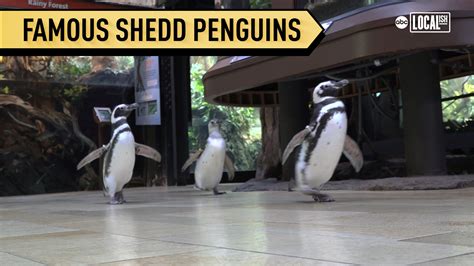 Spring is here! Penguins building nests at Shedd Aquarium - ABC7 New York