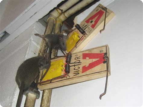 Rat Extermination