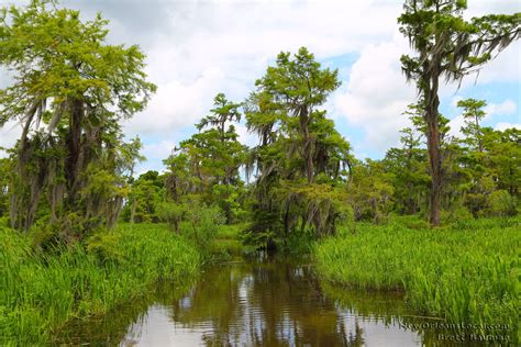 Come visit the Louisiana swamps | New Orleans Swamp Tours