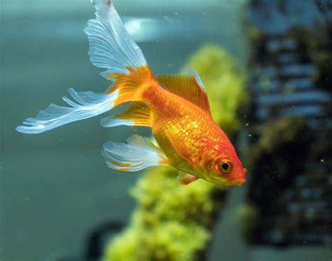 Comet Goldfish The Care, Feeding And Breeding Of Comet