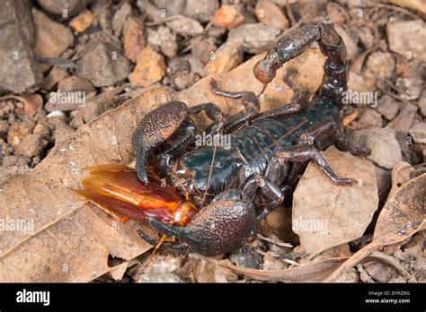 Scorpion Eating High Resolution Stock Photography and Images - Alamy