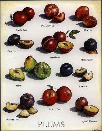 poster-plum | Types of plums, Plum fruit, Fruit and veg