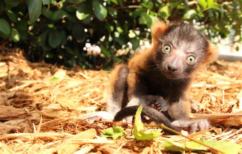 Critically Endangered Red Ruffed Lemur Born - The Lemur Conservation Foundation