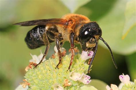 Une nouvelle espèce d'abeille exotique envahissante en France - La ...