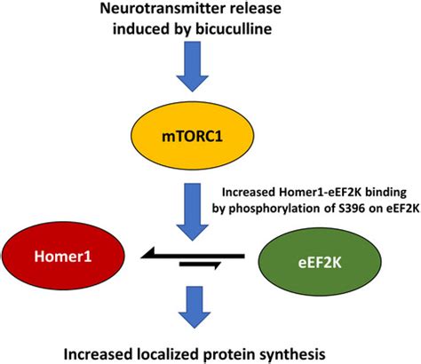 Bicuculline regulated protein synthesis is dependent on Homer1 and promotes its interaction with ...