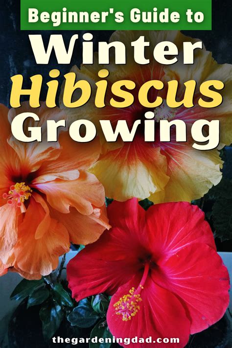 Ultimate guide to indoor hibiscus care – Artofit