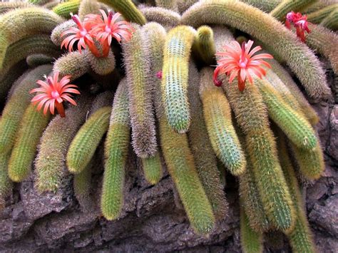 Cleistocactus Tarantula Cactus - Tips On Caring For Tarantula Cacti