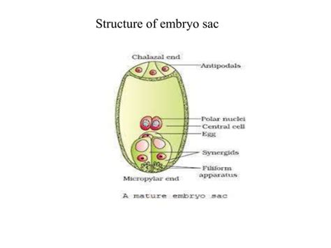 Types of embryo sac