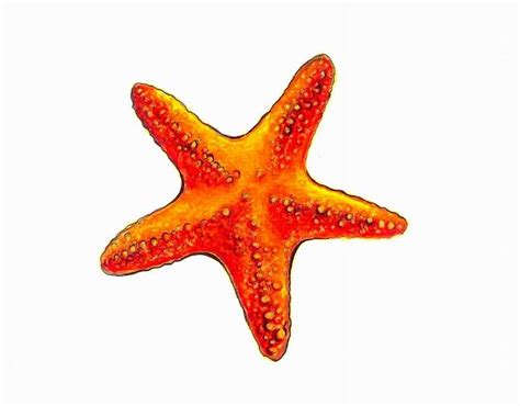 Starfish Drawing With Colour - Drawing.rjuuc.edu.np