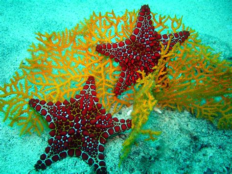 Free download Star and Yellow Coral Tropical FishUnderwater Sea Life ...