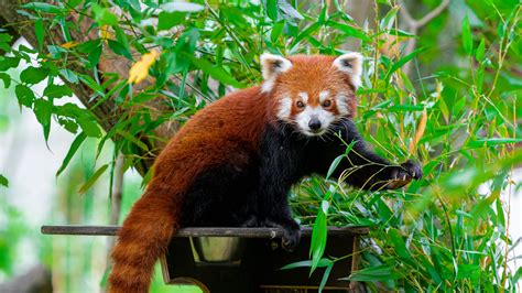 Cub Red Panda Tree Branches Leaves Forest Background 4K HD Panda Wallpapers | HD Wallpapers | ID ...