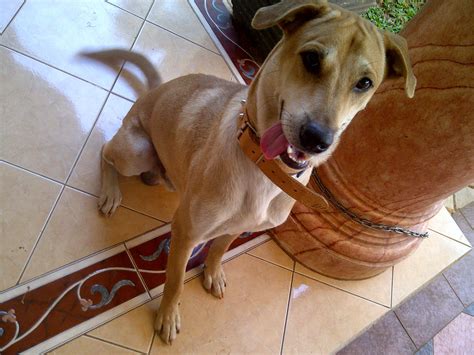 Anjing Kampung/Mongrel/Mix Breed/Campuran/Silangan Lover's - Part 2 ...