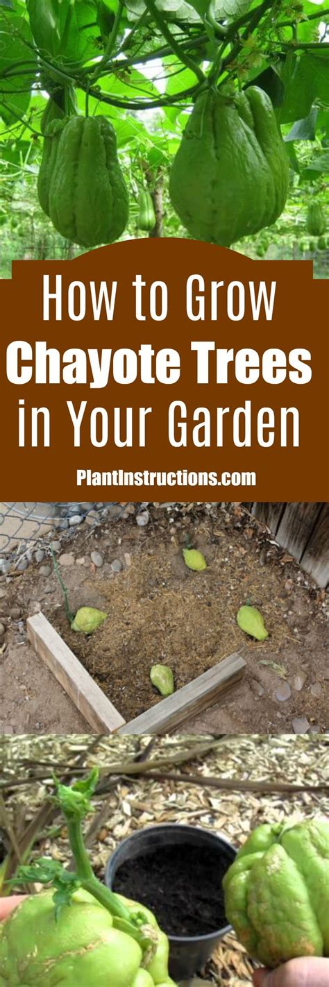 How to Grow The Chayote Plant - Plant Instructions