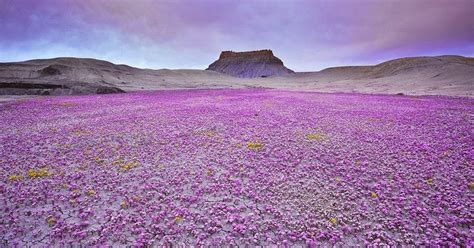 Desert Wildflowers in the Colorado Plateau | Amusing Planet