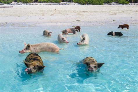 Visit the famous Swimming Pigs at Pig Island Bahamas in the Exumas!