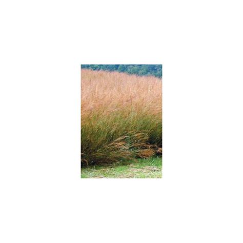 Indian Grass - Roundstone Native Seed Company