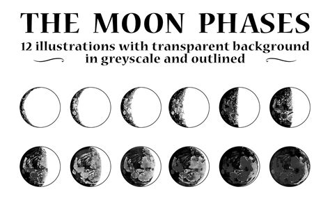 Vector Moon Phases Illustrations | Moon phases, Moon phases art, Illustration