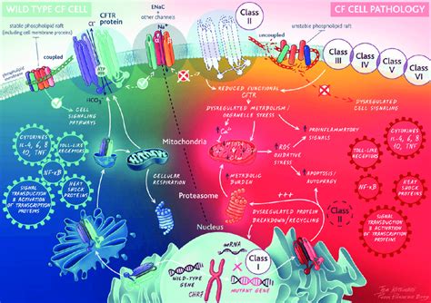 Cell biology of CFTR -abnormal CFTR protein results in the uncoupling ...