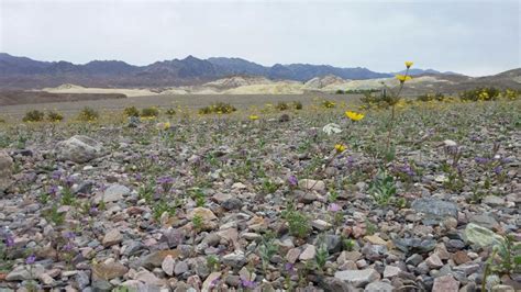 Death Valley Flowers in Bloom Sums Up a Crazy Winter in One Photo | The ...