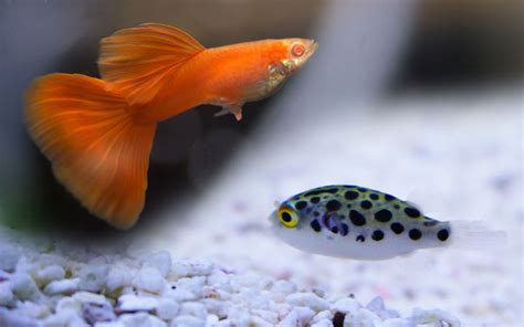 Guppy Fish and Pea Puffer - Can You Keep Them Together? - AquariumNexus