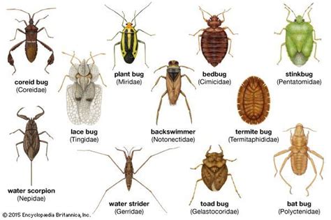 Hemiptera Families | Insects, Plant bugs, Insect pest