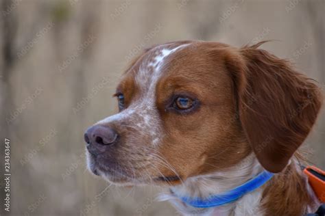 Epagneul Breton, spaniel breton, Brittany Spaniel, Bretonischer Spaniel ...