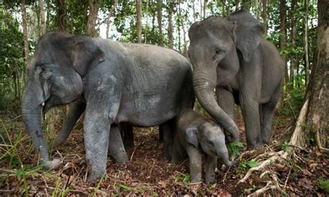 Sumatran Elephant Facts, Habitat, Diet, Life Cycle, Baby, Pictures